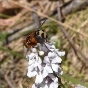 Formosia (Euamphibolia) speciosa at Namadgi National Park - 19 Nov 2023 10:51 AM