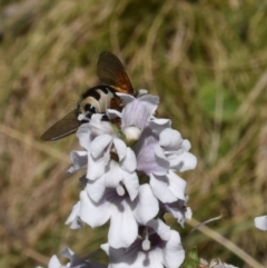 Formosia (Euamphibolia) speciosa at Namadgi National Park - 19 Nov 2023