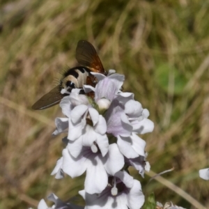 Tachinidae (family) at Namadgi National Park - 19 Nov 2023 10:51 AM