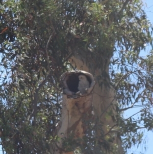 Cacatua sanguinea at Gungahlin, ACT - 13 Nov 2023