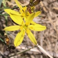 Tricoryne elatior (Yellow Rush Lily) at Oakey Hill - 19 Nov 2023 by GregC