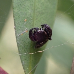 Simaethula sp. (genus) (A jumping spider) at Murrumbateman, NSW - 16 Nov 2023 by SimoneC