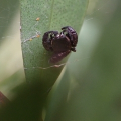 Simaethula sp. (genus) at Murrumbateman, NSW - 16 Nov 2023 02:41 PM