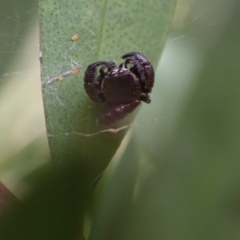 Simaethula sp. (genus) at Murrumbateman, NSW - 16 Nov 2023