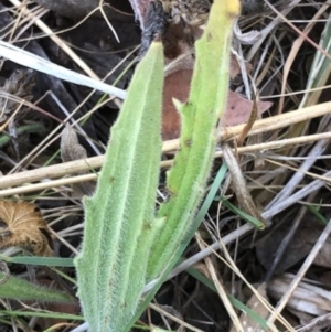 Plantago varia at Oakey Hill - 13 Nov 2023