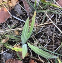 Plantago varia at Oakey Hill - 13 Nov 2023 12:30 PM