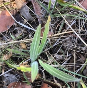 Plantago varia at Oakey Hill - 13 Nov 2023