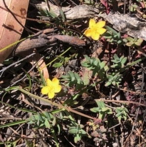 Hypericum gramineum at Oakey Hill - 13 Nov 2023 12:20 PM