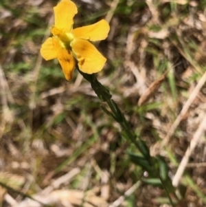 Hypericum gramineum at Oakey Hill - 13 Nov 2023 12:20 PM