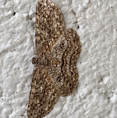 Ectropis fractaria (Ringed Bark Moth) at Mitchell, ACT - 19 Nov 2023 by SteveBorkowskis