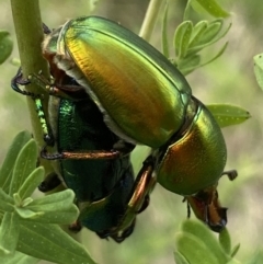 Lamprima aurata (Golden stag beetle) at Weston, ACT - 20 Nov 2023 by SteveBorkowskis