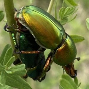 Lamprima aurata at Weston, ACT - 20 Nov 2023