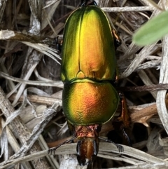 Lamprima aurata at Weston, ACT - 20 Nov 2023