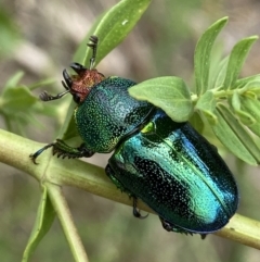 Lamprima aurata at Weston, ACT - 20 Nov 2023