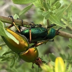 Lamprima aurata at Weston, ACT - 20 Nov 2023