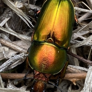 Lamprima aurata at Weston, ACT - 20 Nov 2023