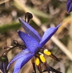 Dianella revoluta var. revoluta (Black-Anther Flax Lily) at Lyons, ACT - 13 Nov 2023 by GregC