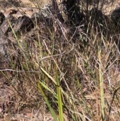 Dianella revoluta var. revoluta at Oakey Hill - 13 Nov 2023 12:15 PM