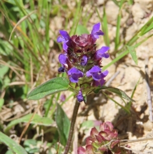 Prunella vulgaris at QPRC LGA - 18 Nov 2023 11:05 AM