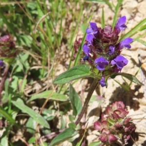 Prunella vulgaris at QPRC LGA - 18 Nov 2023