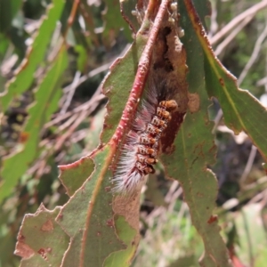 Euproctis (genus) at QPRC LGA - 18 Nov 2023