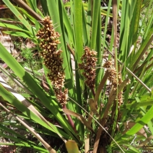 Lomandra longifolia at QPRC LGA - 18 Nov 2023 11:09 AM