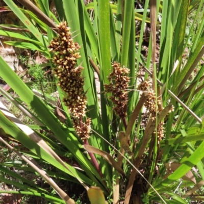 Lomandra longifolia (Spiny-headed Mat-rush, Honey Reed) at QPRC LGA - 18 Nov 2023 by MatthewFrawley