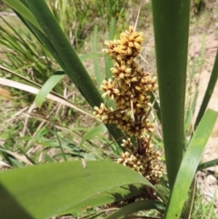 Lomandra longifolia at QPRC LGA - 18 Nov 2023