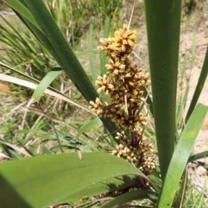 Lomandra longifolia at QPRC LGA - 18 Nov 2023