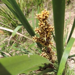 Lomandra longifolia at QPRC LGA - 18 Nov 2023 11:09 AM