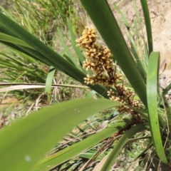 Lomandra longifolia at QPRC LGA - 18 Nov 2023