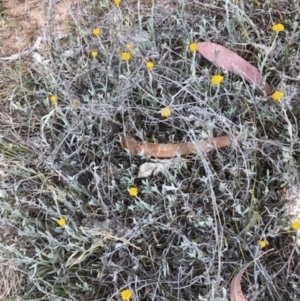 Chrysocephalum apiculatum at Oakey Hill - 13 Nov 2023 05:10 PM