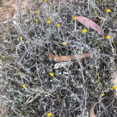 Chrysocephalum apiculatum (Common Everlasting) at Oakey Hill - 13 Nov 2023 by GregC