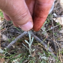 Chrysocephalum apiculatum at Oakey Hill - 13 Nov 2023 05:10 PM