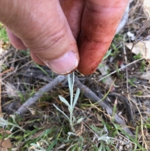 Chrysocephalum apiculatum at Oakey Hill - 13 Nov 2023 05:10 PM