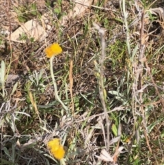 Chrysocephalum apiculatum at Oakey Hill - 13 Nov 2023 05:10 PM