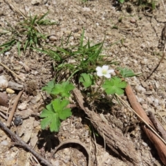 Geranium potentilloides var. potentilloides (Downy Geranium) at Harolds Cross, NSW - 18 Nov 2023 by MatthewFrawley