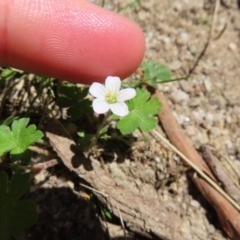 Geranium potentilloides var. potentilloides at QPRC LGA - 18 Nov 2023 11:07 AM