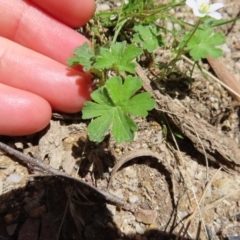 Geranium potentilloides var. potentilloides at QPRC LGA - 18 Nov 2023 11:07 AM