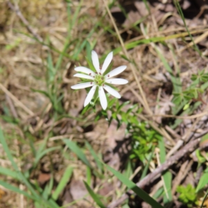 Stellaria pungens at QPRC LGA - 18 Nov 2023