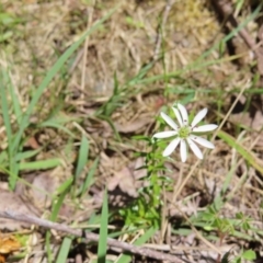 Stellaria pungens at QPRC LGA - 18 Nov 2023