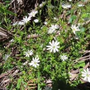 Stellaria pungens at QPRC LGA - 18 Nov 2023 11:08 AM