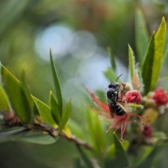 Megachile ferox (Resin bee) at Holder, ACT - 20 Nov 2023 by Miranda