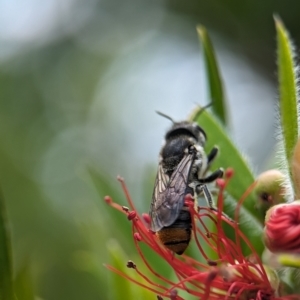 Megachile ferox at Holder, ACT - 20 Nov 2023 02:05 PM