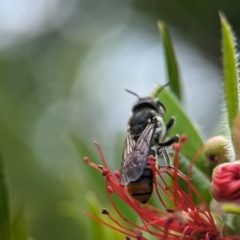 Megachile ferox at Holder, ACT - 20 Nov 2023