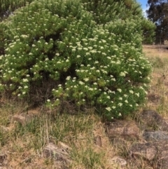 Cassinia longifolia (Shiny Cassinia, Cauliflower Bush) at Lyons, ACT - 12 Nov 2023 by GregC