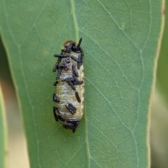 Gonipterus scutellatus at Holder Wetlands - 20 Nov 2023 01:51 PM