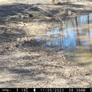 Ptilotula penicillata (White-plumed Honeyeater) at Suttons Dam by KL