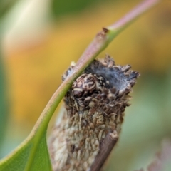 Bathromelas hyaloscopa (Buloke Bagworm) at Holder Wetlands - 20 Nov 2023 by Miranda