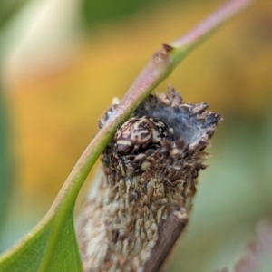 Bathromelas hyaloscopa at Holder Wetlands - 20 Nov 2023